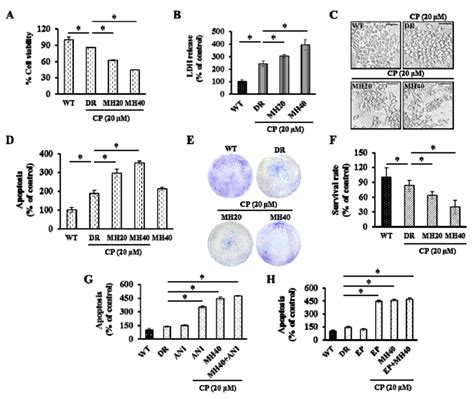 ApoStrand™ ELISA apoptosis detection kit 